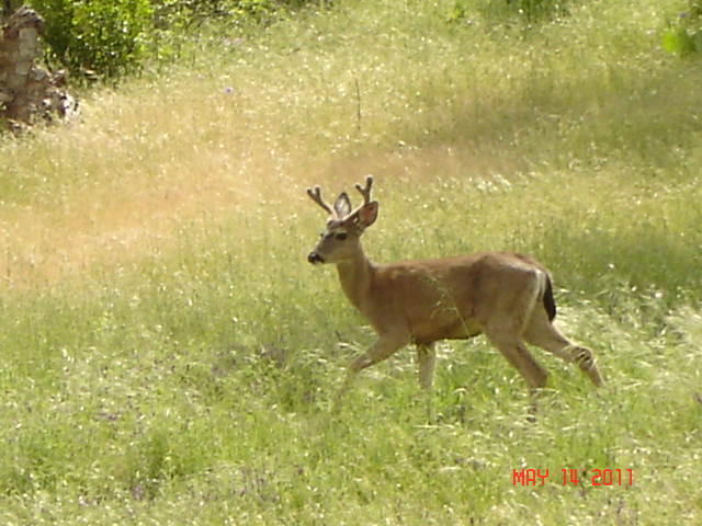 Rattlesnake Road Hayfork, CA 96041 - Photo 10 of 10 Wildlife