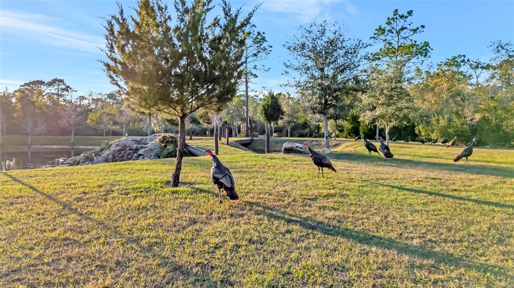 7330 Crabgrass Road St. Cloud, FL 34773 - Photo 39 of 60