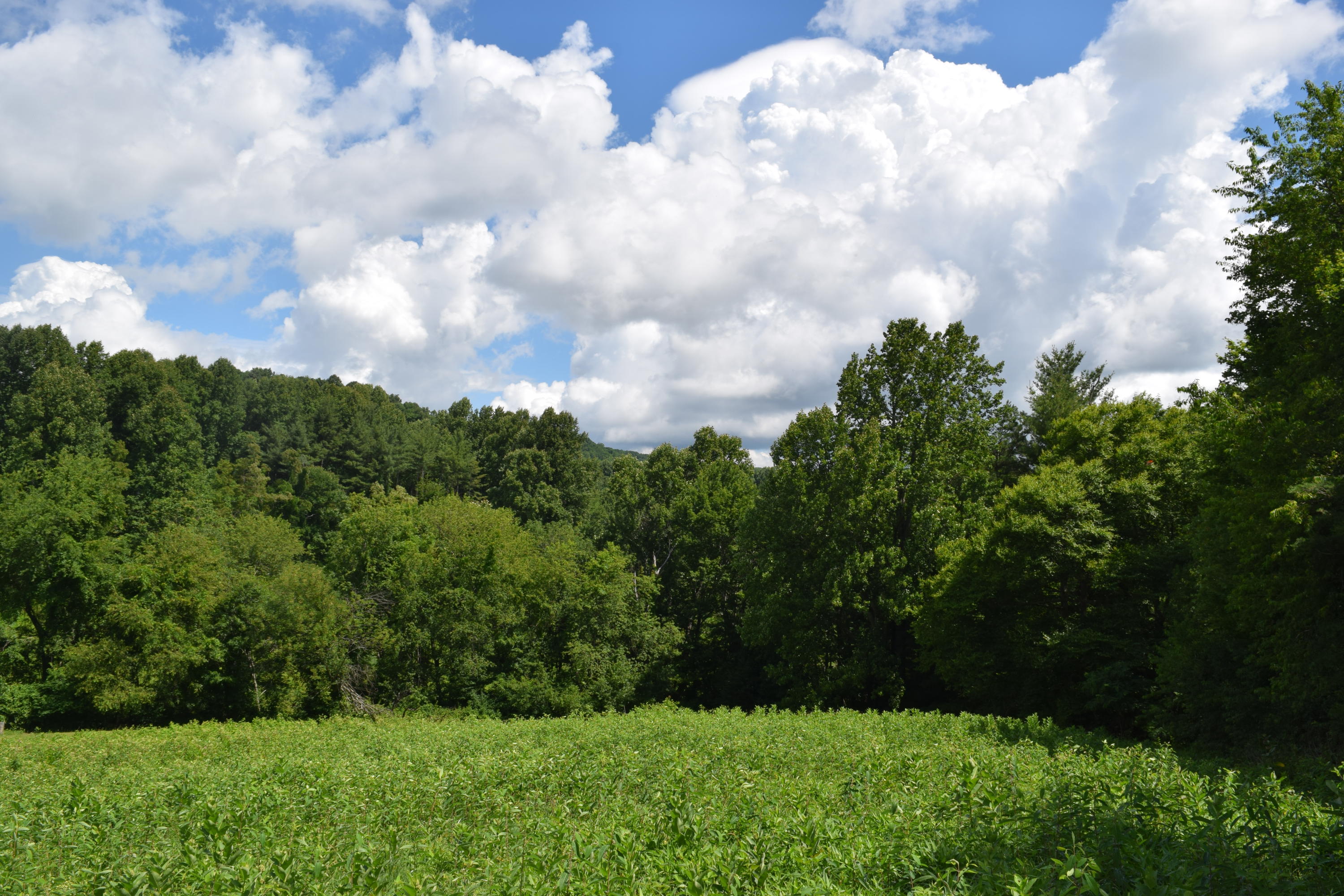 0 Horse Ridge Road Northwest Willis, VA 24380 - Photo 8 of 15 a view of a bunch of trees
