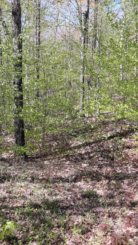 2027 Ridgeview Road Kingfield, ME 04947 - Photo 23 of 23 Land view