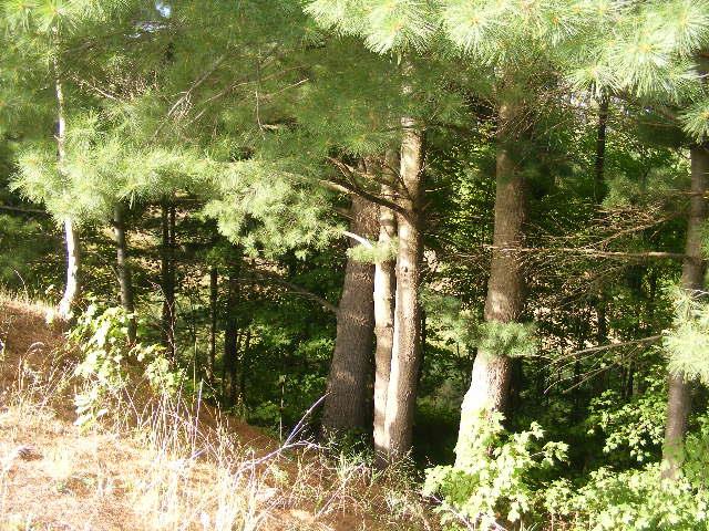 8075 East 16 Road Manton, MI 49663 - Photo 7 of 7 1822357-6.JPG
