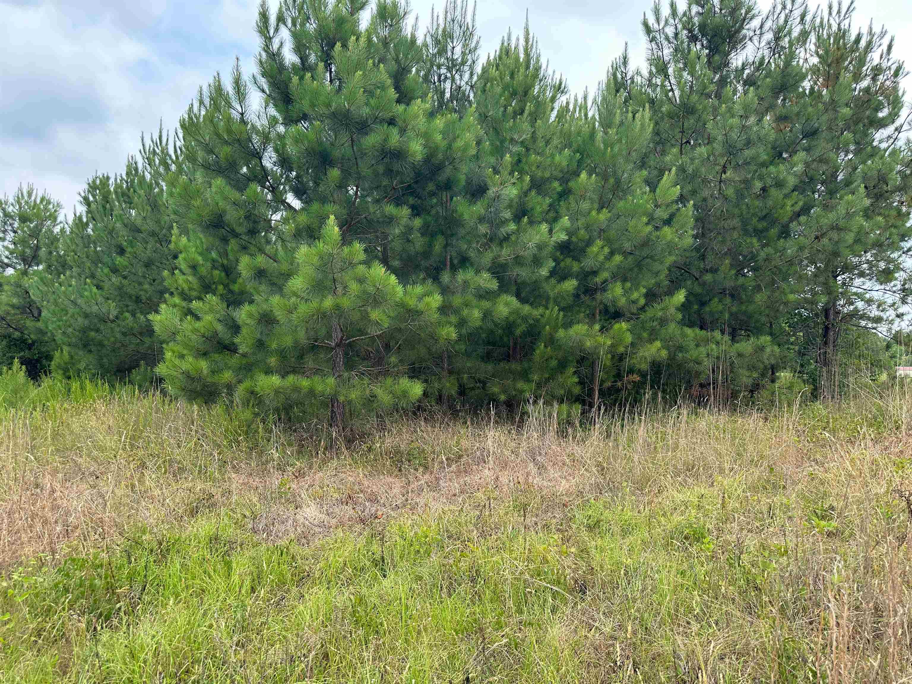 1.19 acres on Highway 290