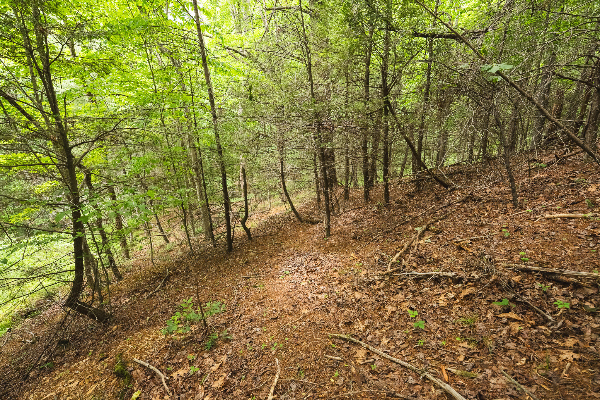 Tbd Macks Mountain Road Northwest Indian Valley, VA 24105 - Photo 40 of 45 DSC01628