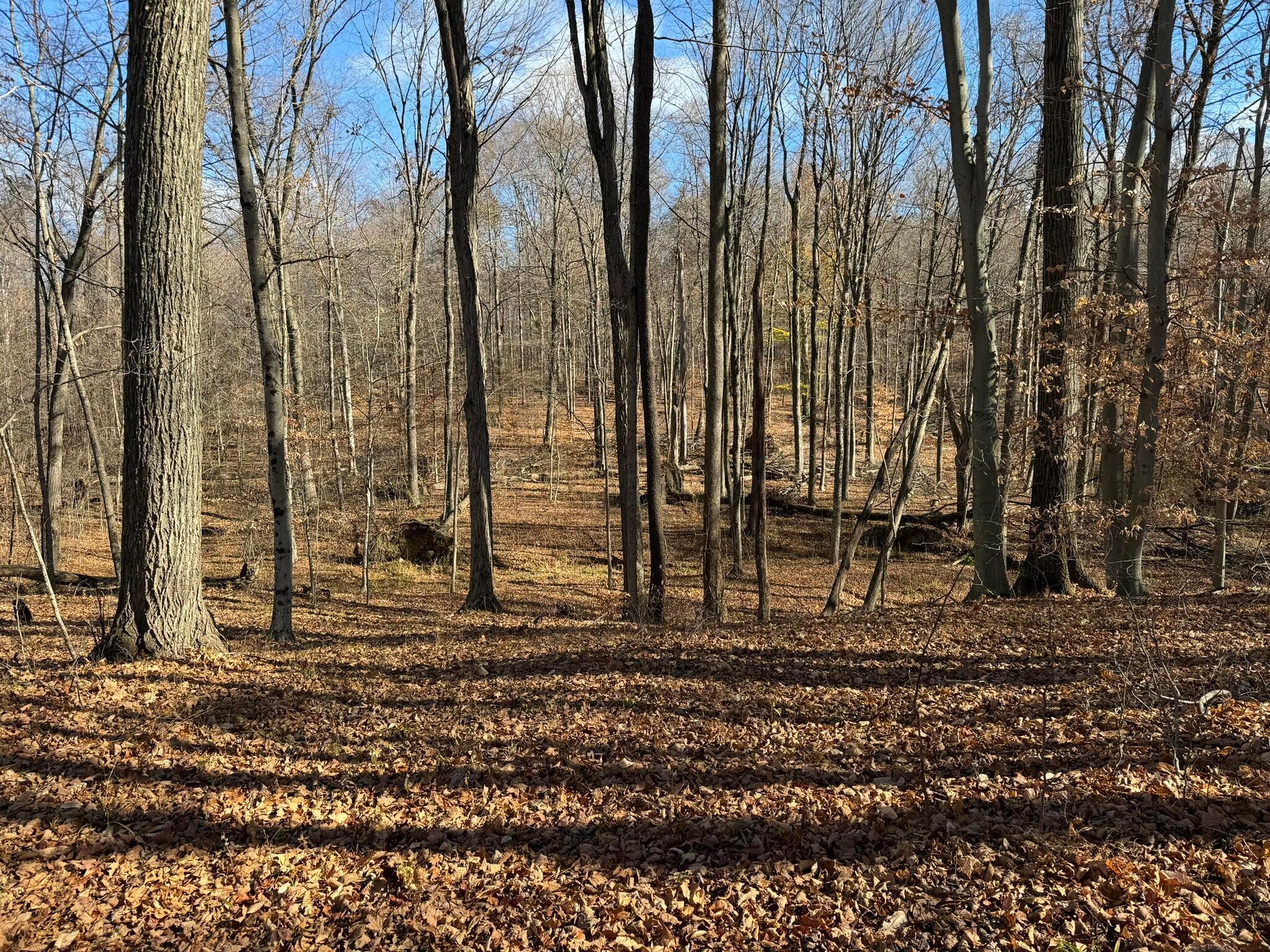 9100 Reffitt Road Mount Vernon, OH 43050 - Photo 16 of 35 Back woods