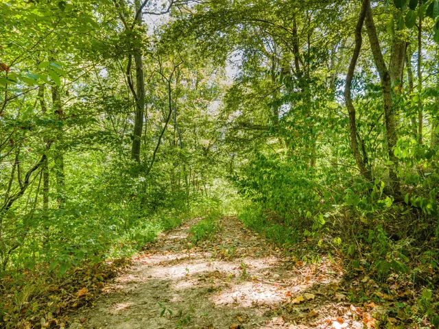 a view of a yard with a tree