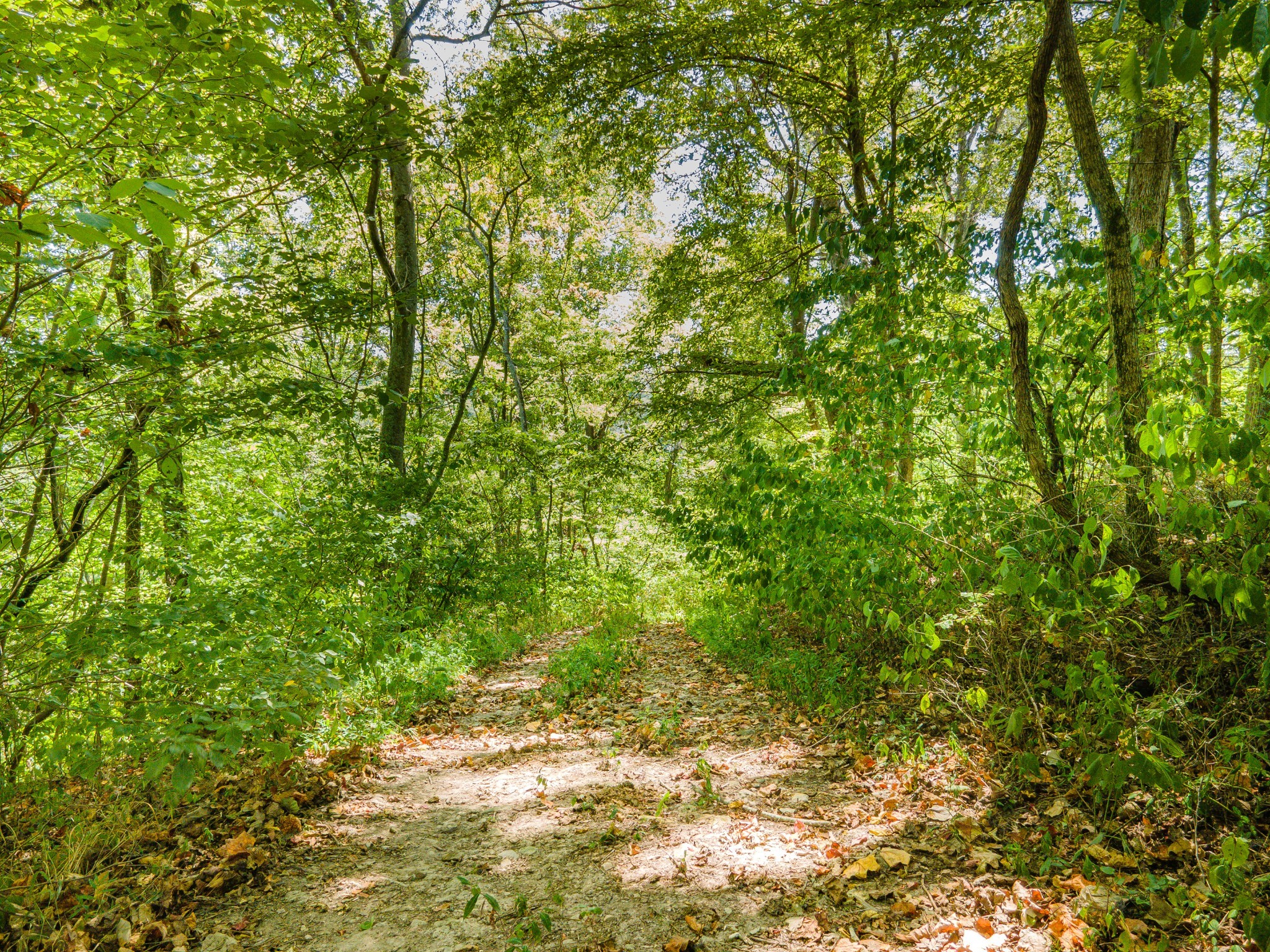 4283 Turkey Creek Road Williamsport, TN 38487 - Photo 11 of 16 a view of a yard with a tree