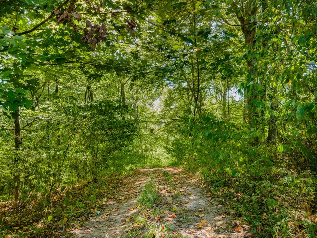 a view of a lush green forest