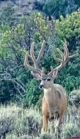 a bathroom with a shower curtain