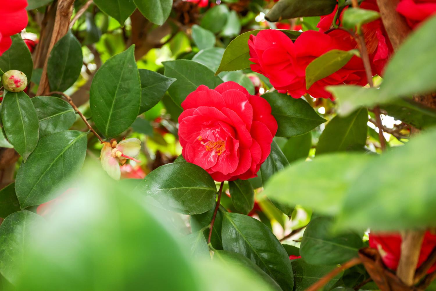 708 Ribier Avenue Lodi, CA 95240 - Photo 32 of 36