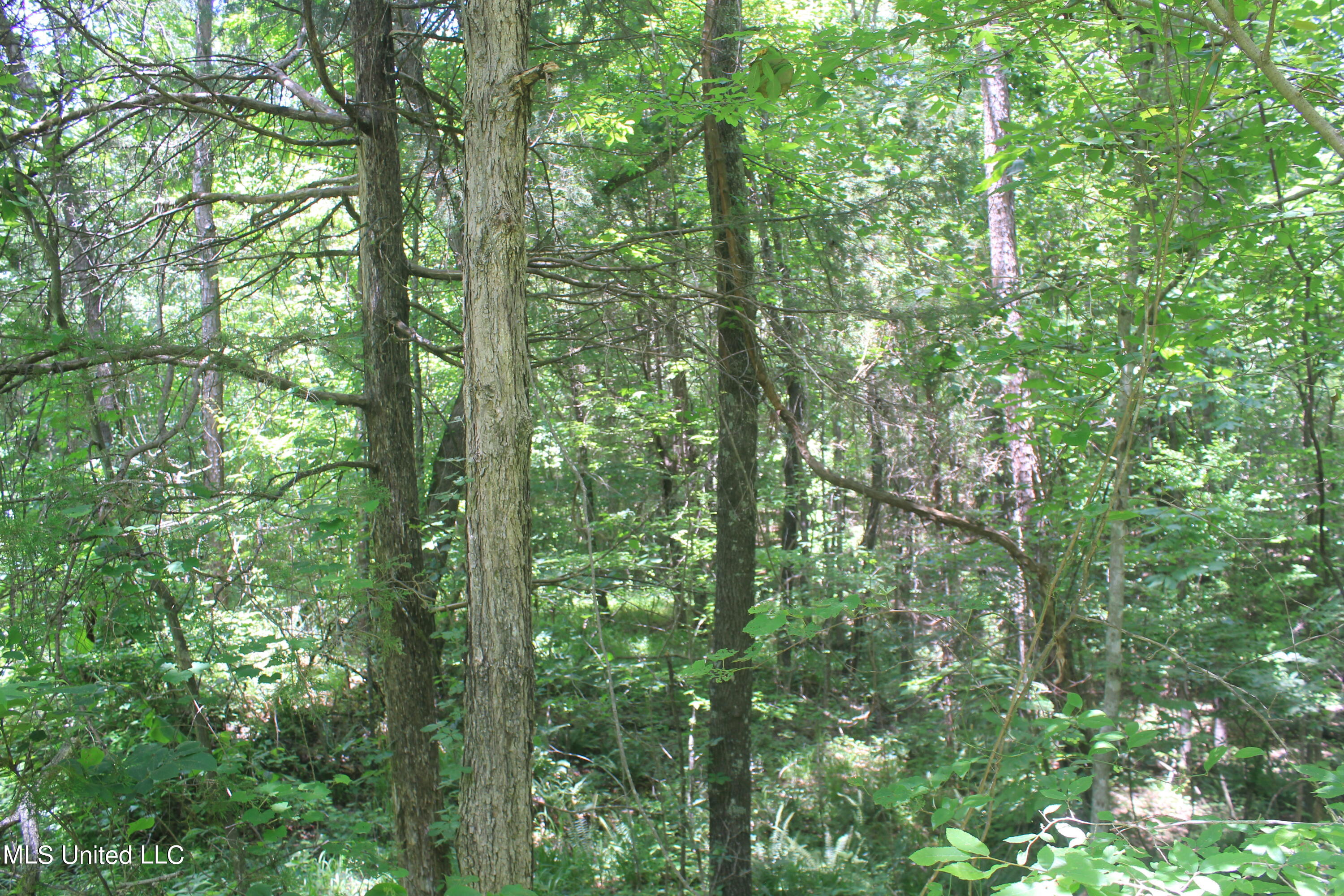 300 Hamilton Chapel Road Waterford, MS 38685 - Photo 11 of 22 IMG_8494