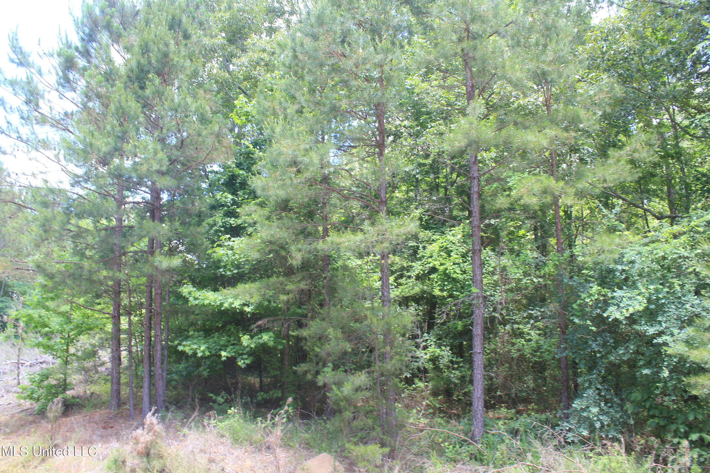 300 Hamilton Chapel Road Waterford, MS 38685 - Photo 5 of 22 IMG_8487