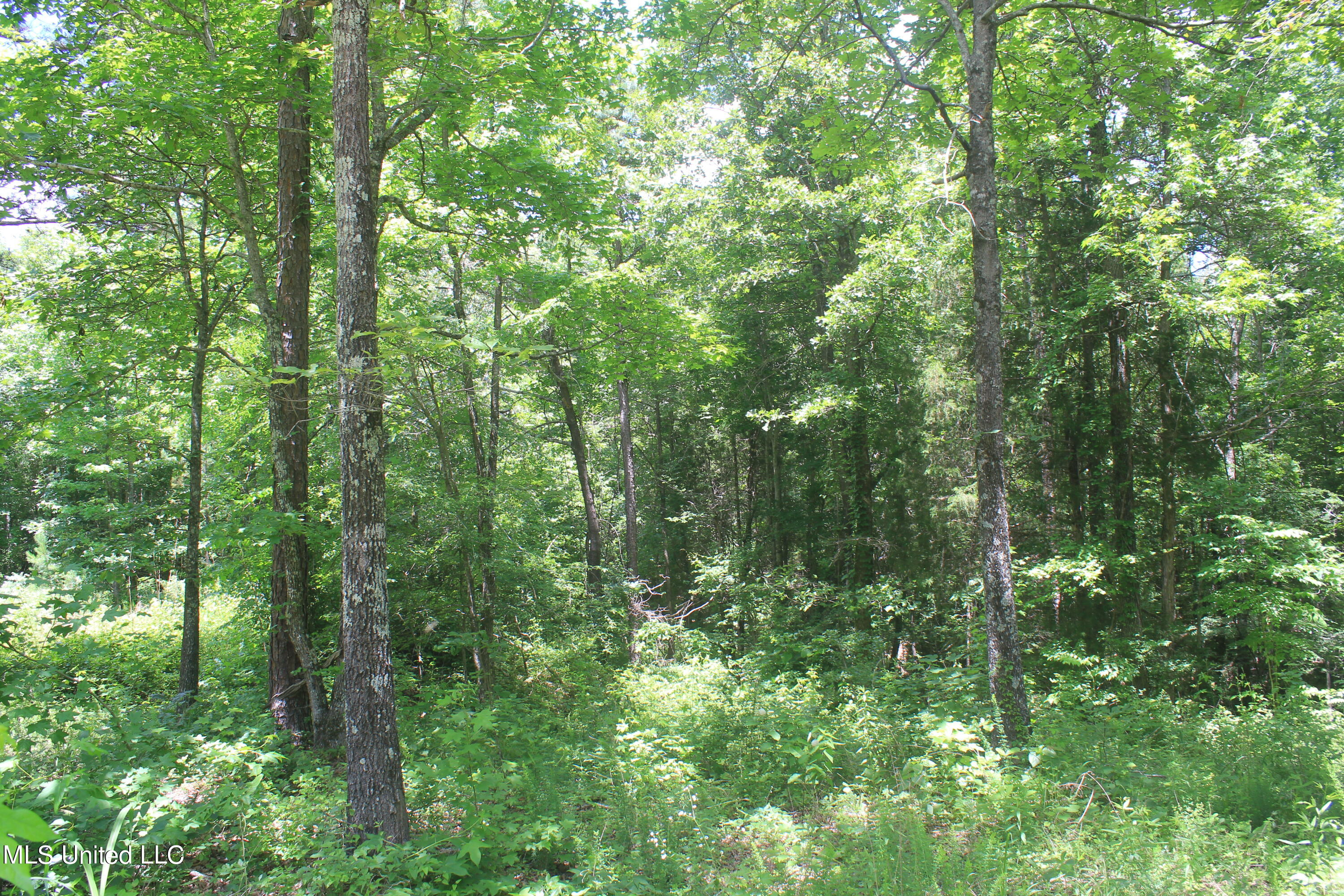 300 Hamilton Chapel Road Waterford, MS 38685 - Photo 8 of 22 IMG_8491