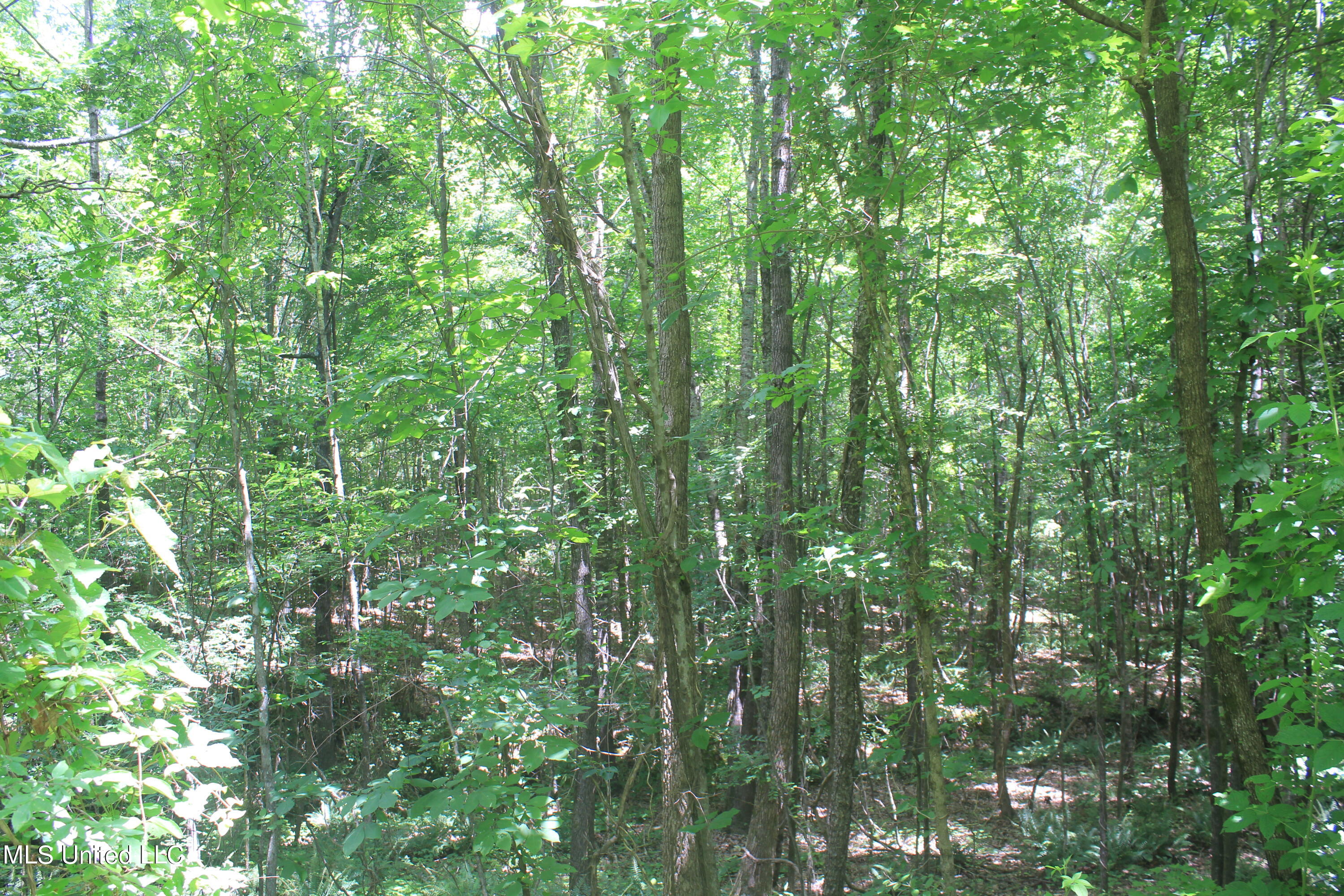 300 Hamilton Chapel Road Waterford, MS 38685 - Photo 10 of 22 IMG_8493
