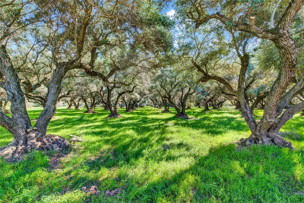 23580 Loleta Avenue Corning, CA 96021 - Photo 63 of 70 a green field with lots of trees