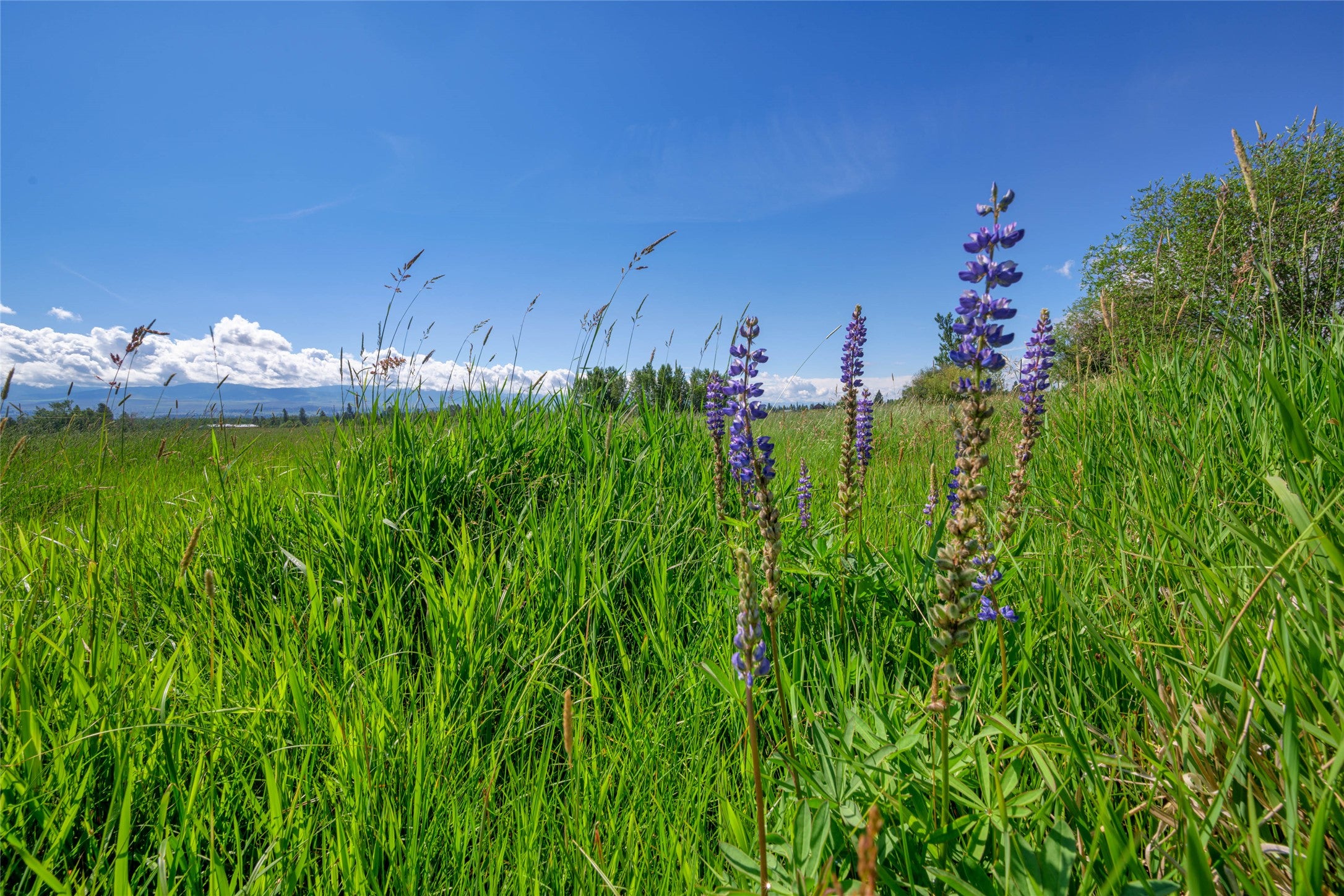 Nhn Mittower Road Victor, MT 59875 - Photo 13 of 39 Gallery Image 13
