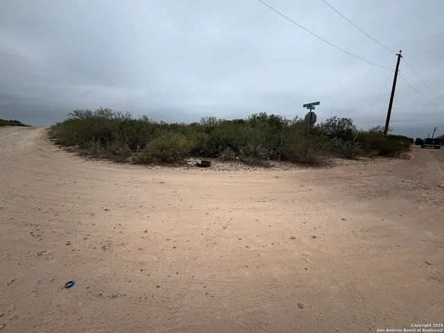 a view of a dry forest