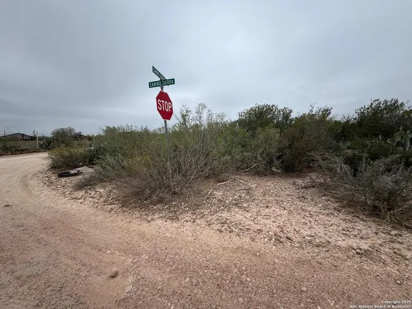 a view of a dry forest