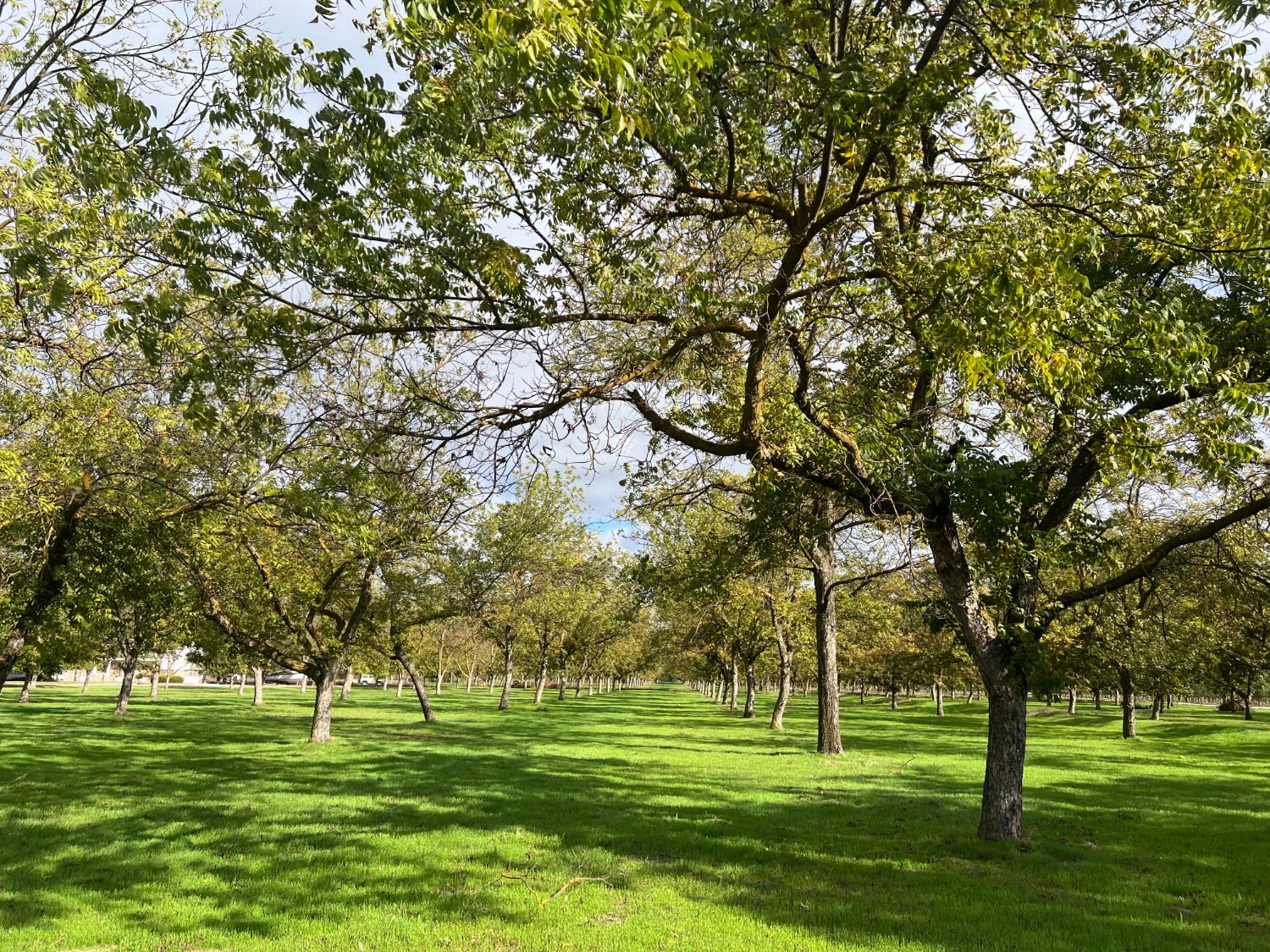 1252 Root Road Modesto, CA 95357 - Photo 3 of 86 Gallery Image 3