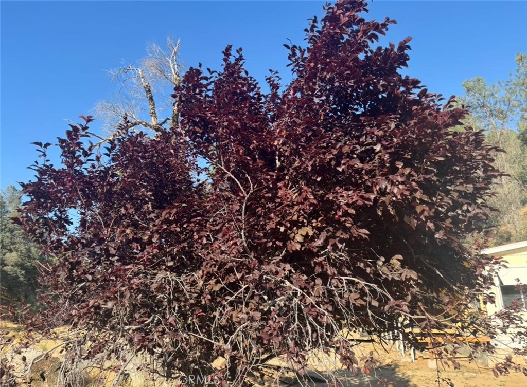 18266 Caliente Creek Road Caliente, CA 93518 - Photo 27 of 39 Cherrie tree