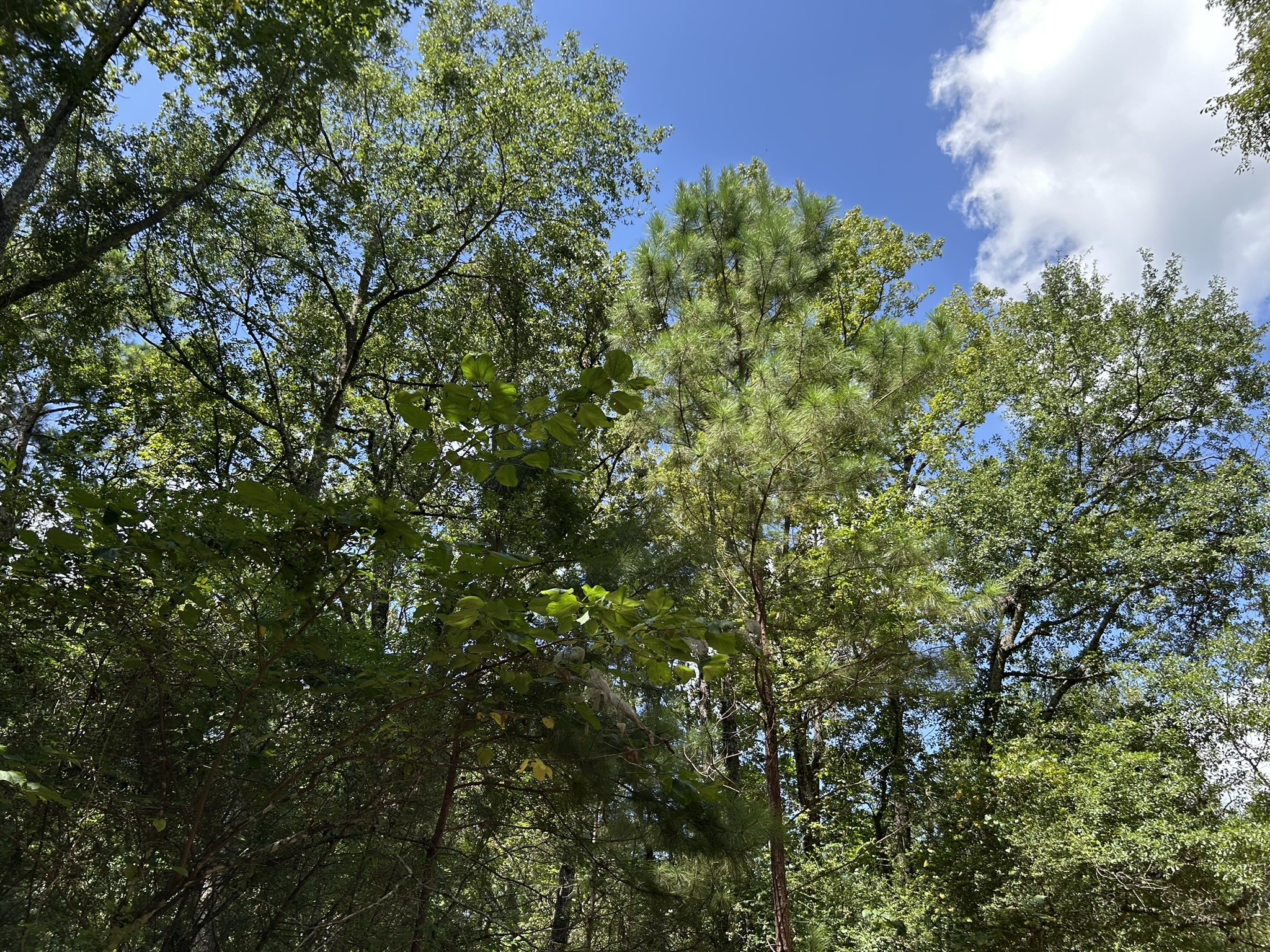 87 Townley Ranch Road Huntsville, TX 77320 - Photo 48 of 50