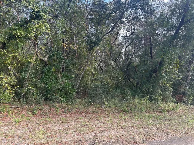 a view of a forest with trees in the background