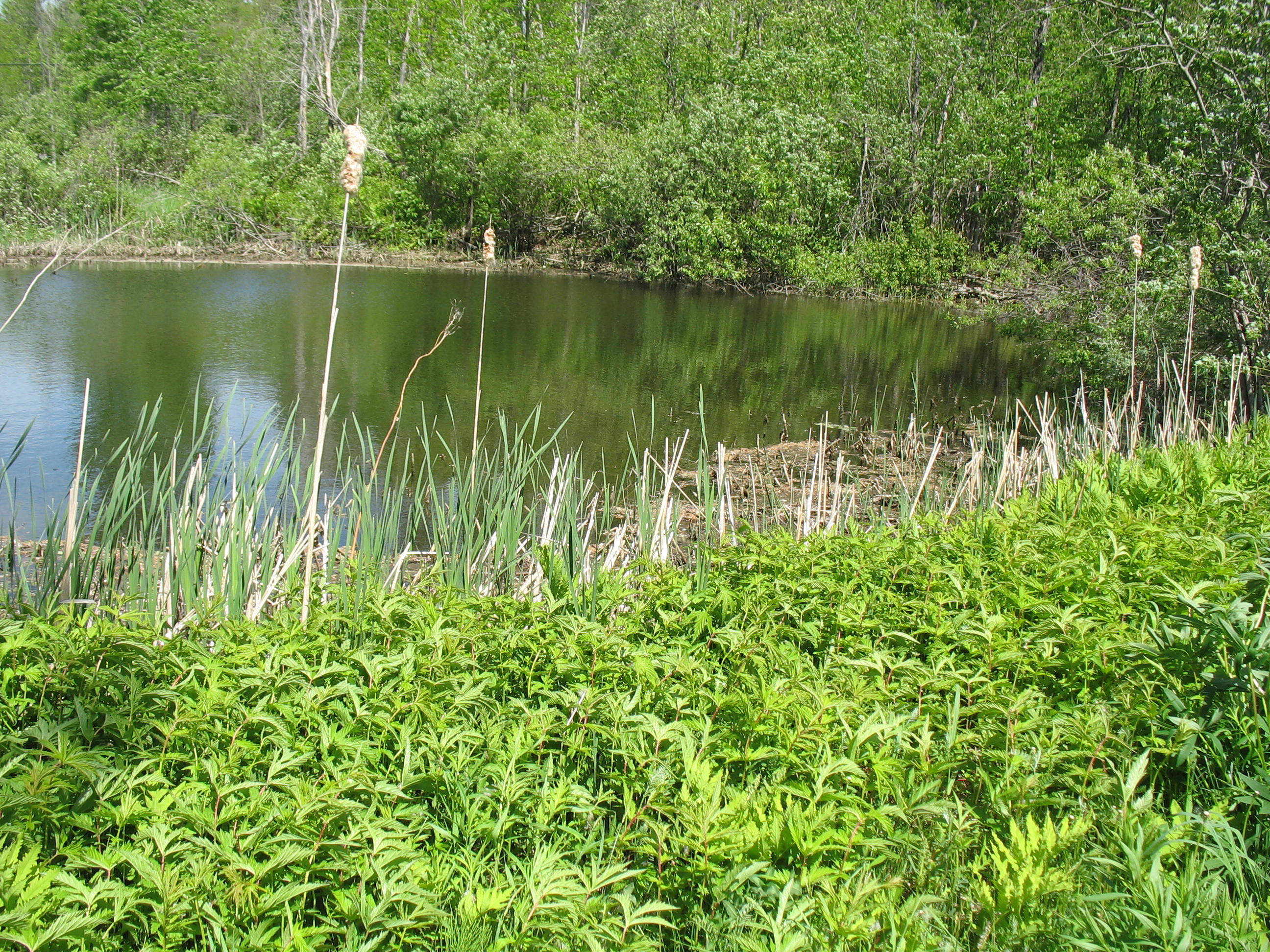 363 E Road Bradford, ME 04410 - Photo 7 of 37 IMG_1026