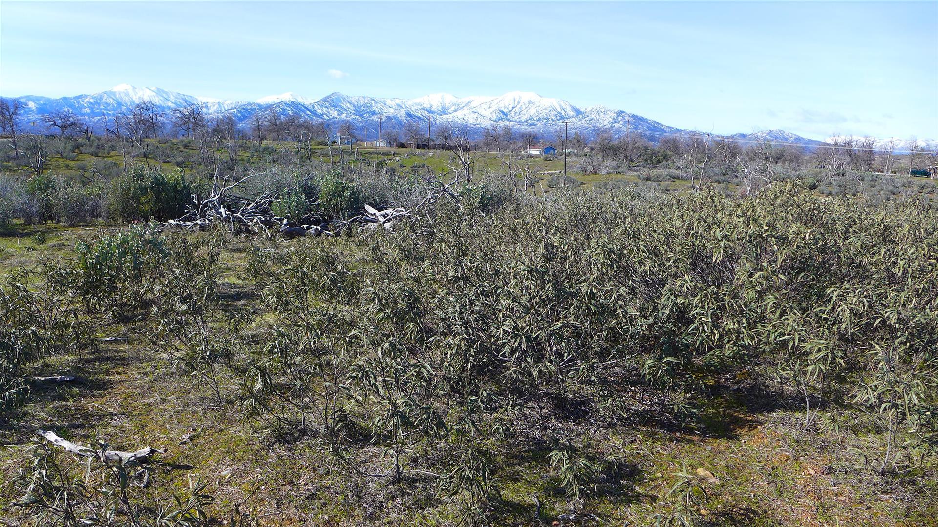 6-acres Gas Point Road Igo, CA 96047 - Photo 12 of 12 P1080363