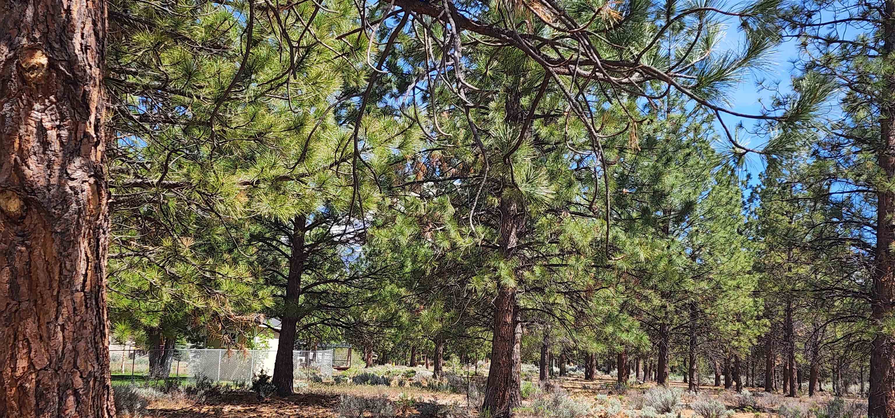 Lot 115 Buffalo Road Weed, CA 96094 - Photo 3 of 6 Gallery Image 3