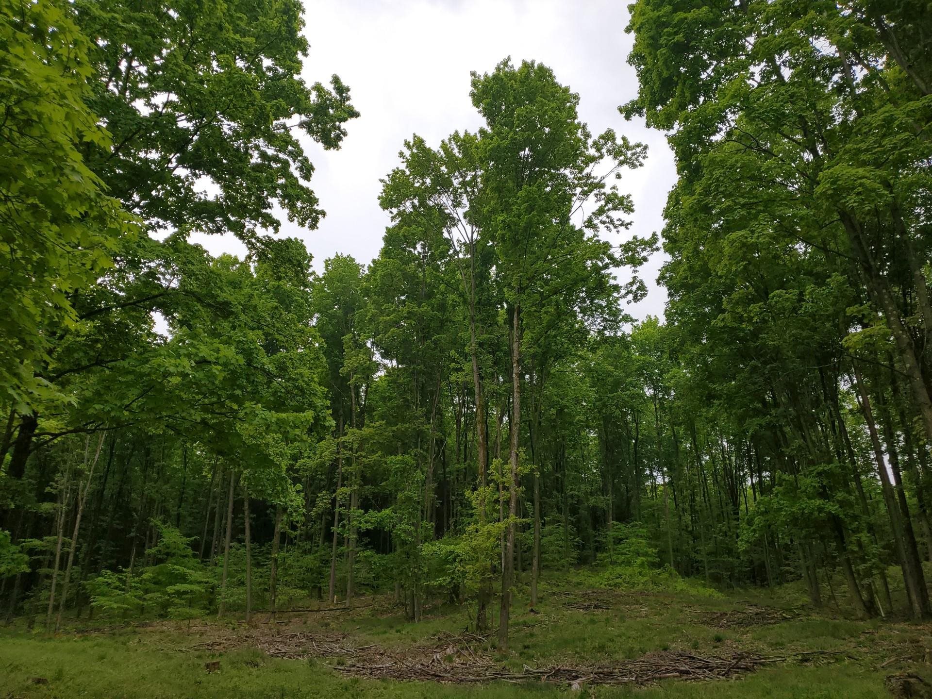 0 Litzen Road Copemish, MI 49625 - Photo 22 of 25 1911453-22.JPG
