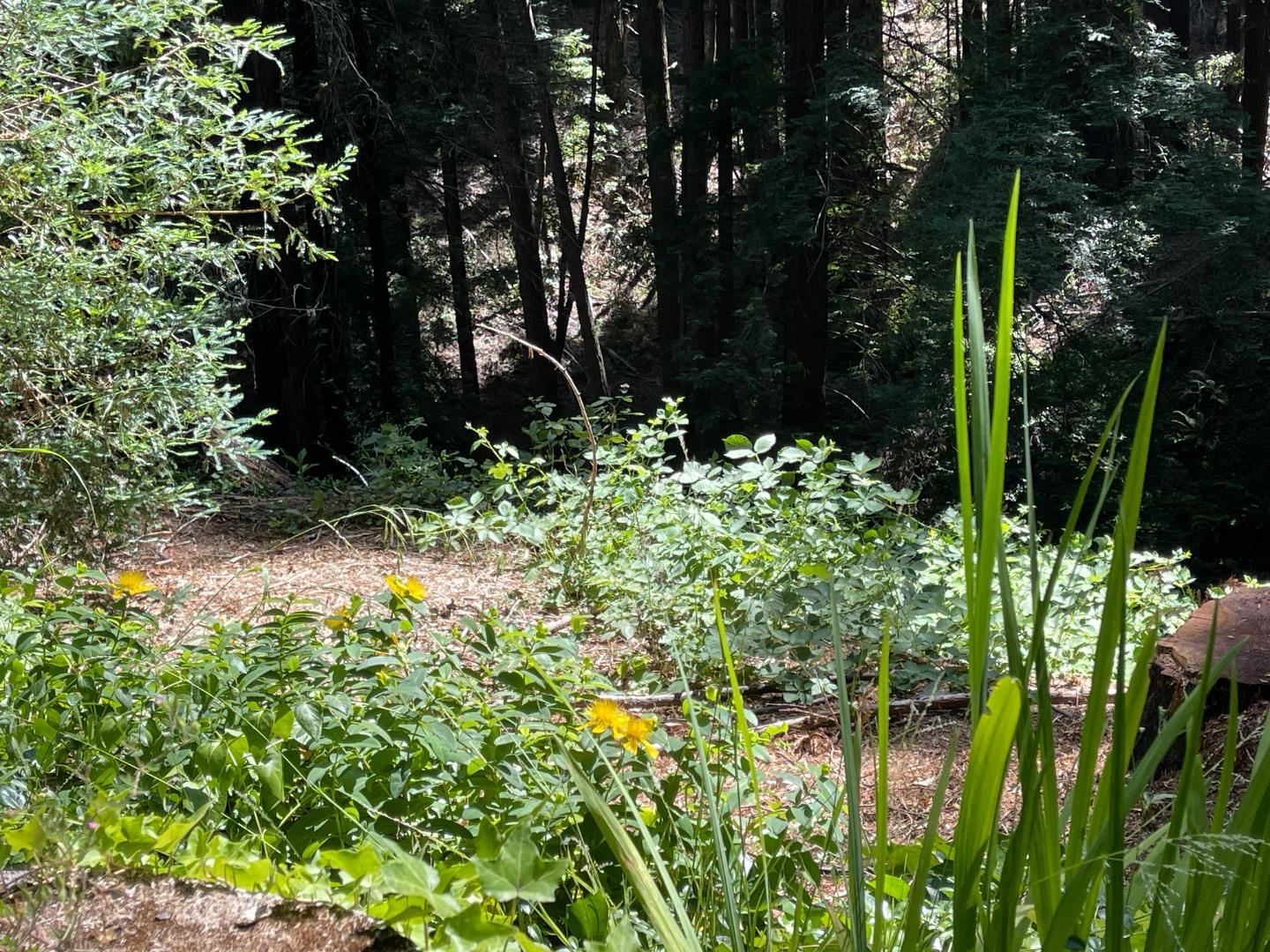 506 Sunset Road Boulder Creek, CA 95006 - Photo 12 of 25 a backyard of a house with lots of green space and fountain