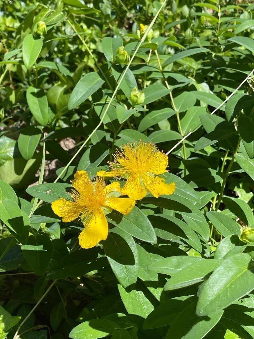 506 Sunset Road Boulder Creek, CA 95006 - Photo 13 of 25 a close up of a white flower in a garden