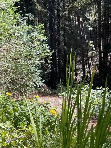 a view of a garden with plants