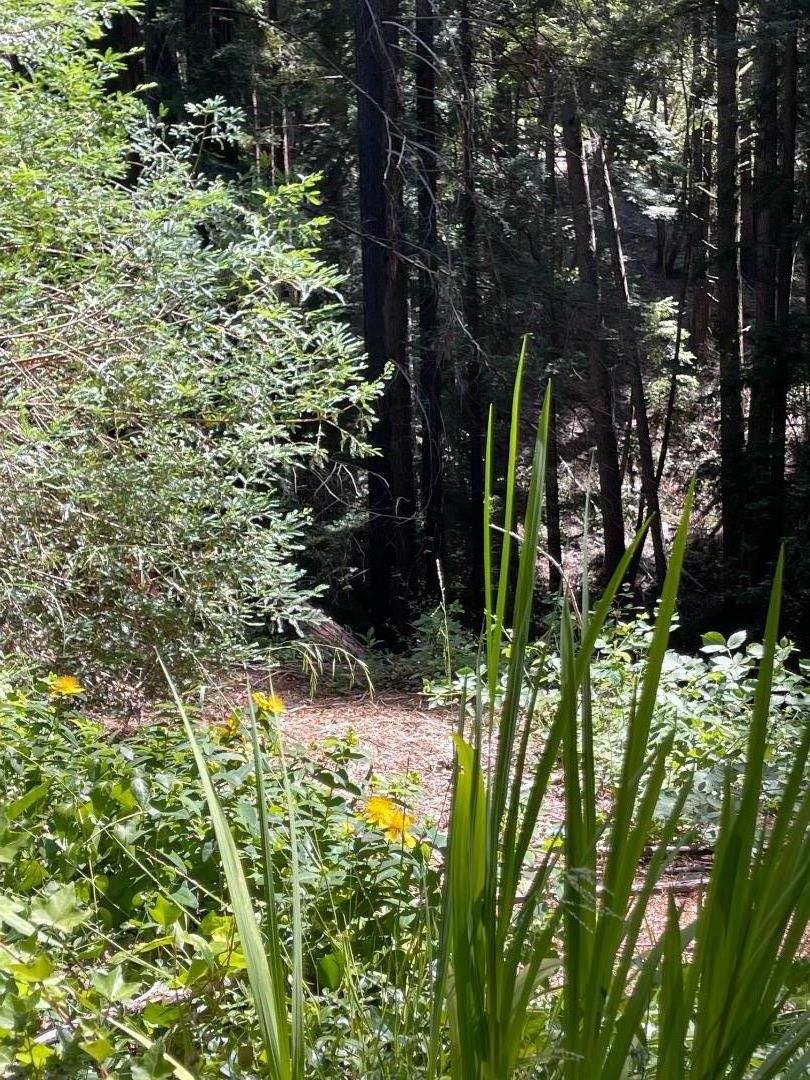 506 Sunset Road Boulder Creek, CA 95006 - Photo 14 of 25 a view of a garden with plants