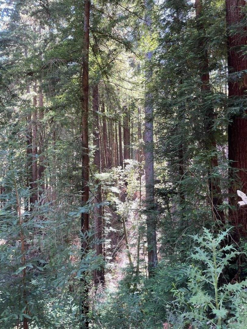 506 Sunset Road Boulder Creek, CA 95006 - Photo 15 of 25 a view of outdoor space and a yard
