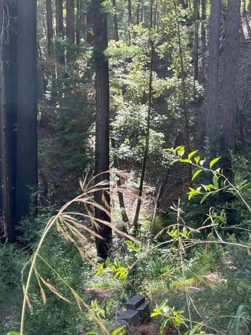 a close up of a tree in front of a house