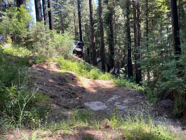 a view of a yard with plants and trees