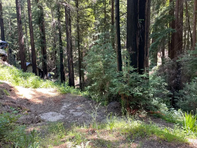a view of a yard with plants and trees