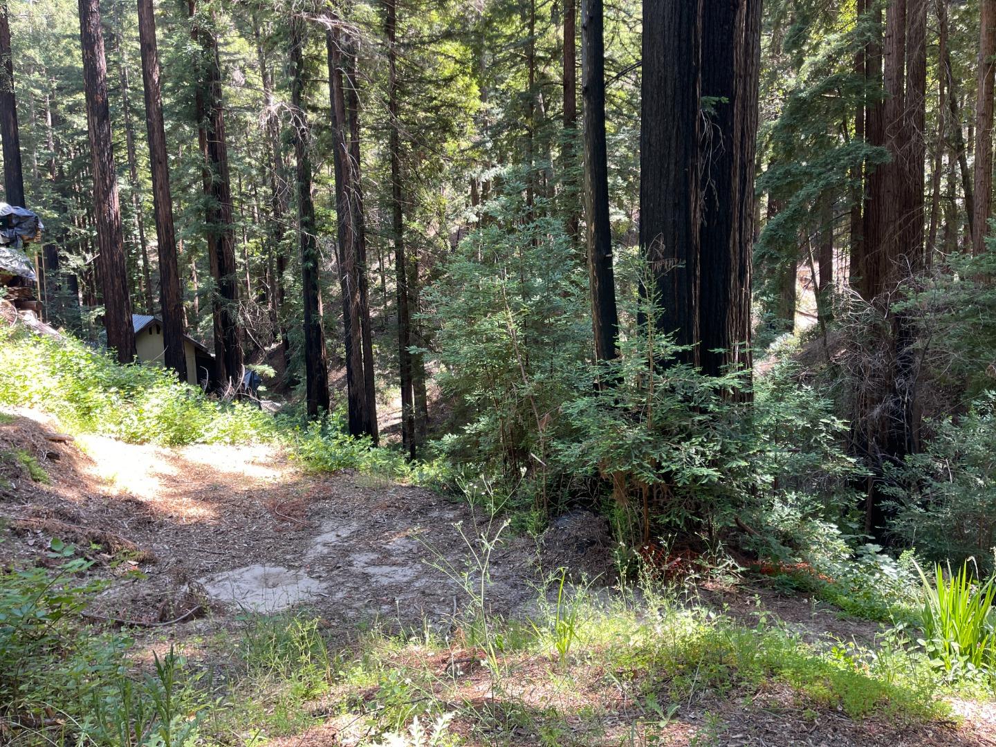 506 Sunset Road Boulder Creek, CA 95006 - Photo 7 of 25 a view of a yard with plants and trees