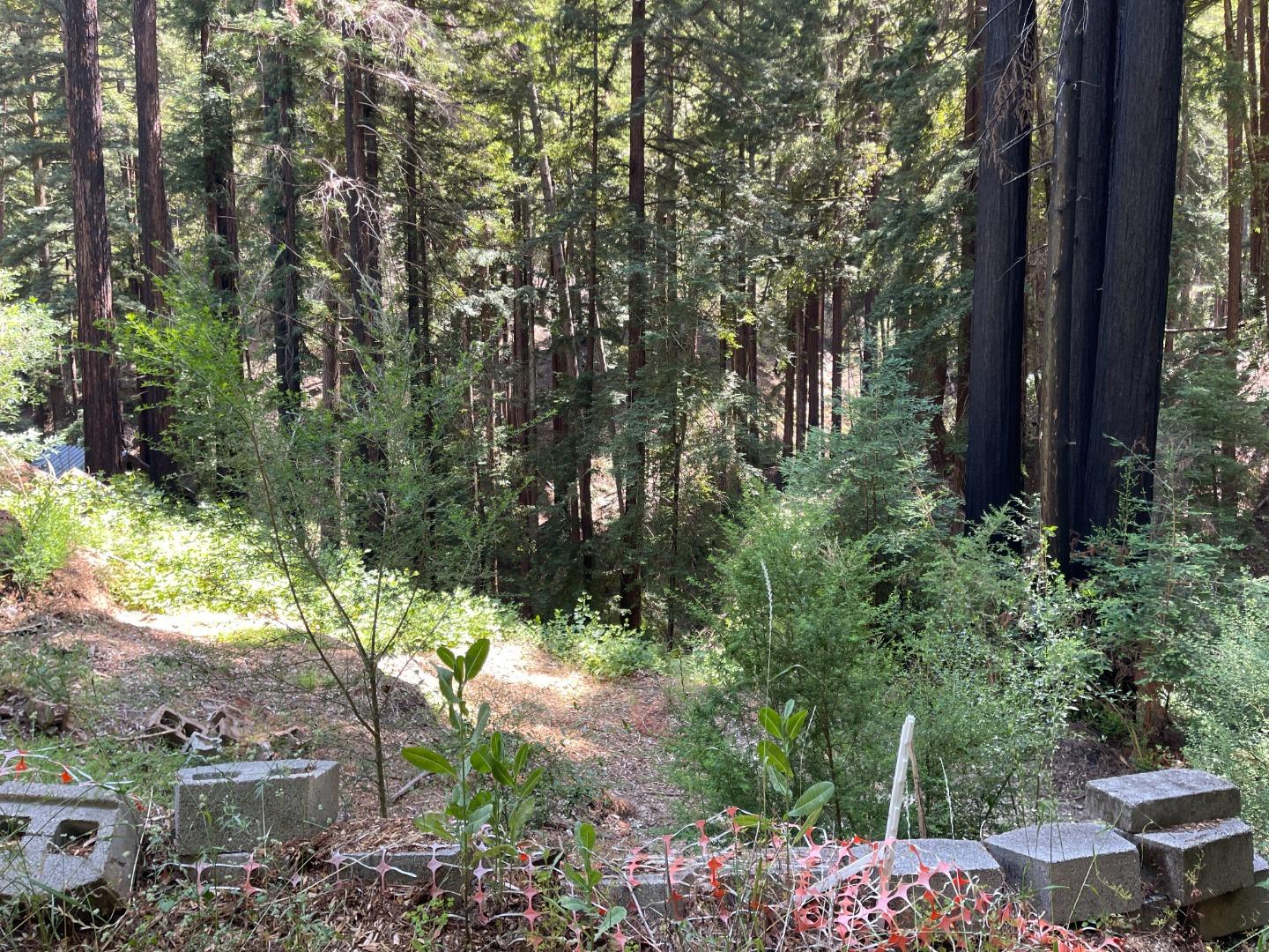 506 Sunset Road Boulder Creek, CA 95006 - Photo 8 of 25 a view of a garden with plants and trees