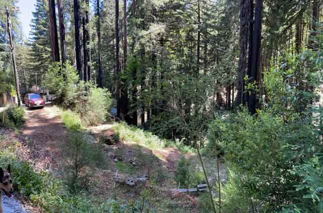 a view of a garden with plants and trees