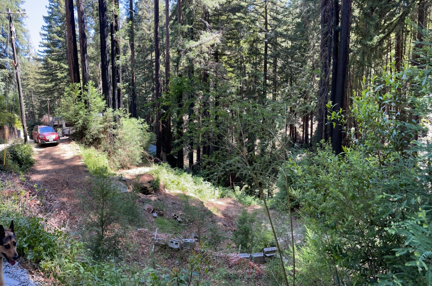 506 Sunset Road Boulder Creek, CA 95006 - Photo 9 of 25 a view of a garden with plants and trees