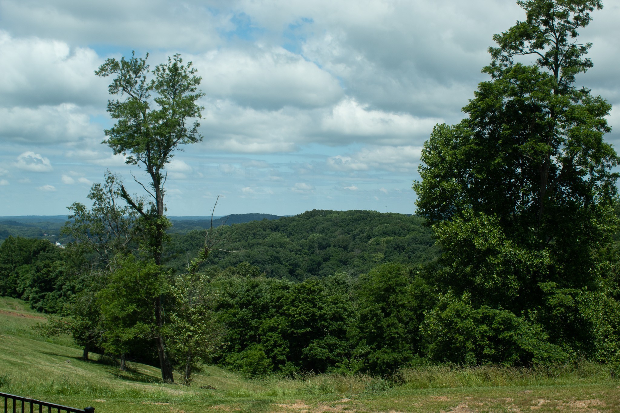 80 B Swan Ridge Celina, TN 38551 - Photo 18 of 23 a plant in a field with lots of bushes