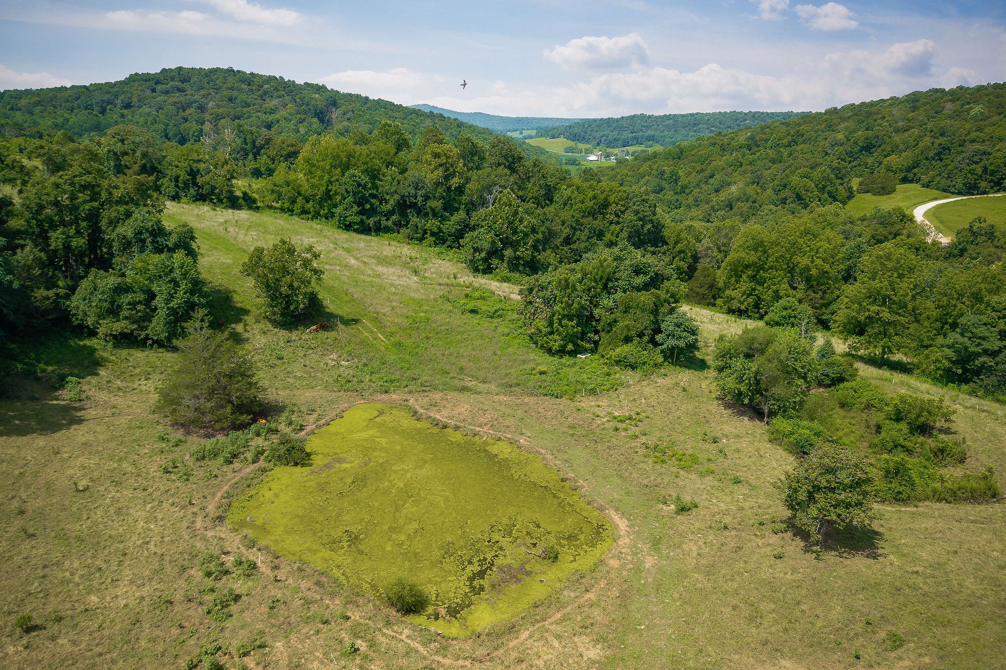 3908 Lost Creek Road Sparta, TN 38583 - Photo 7 of 21 a view of a big yard with large trees