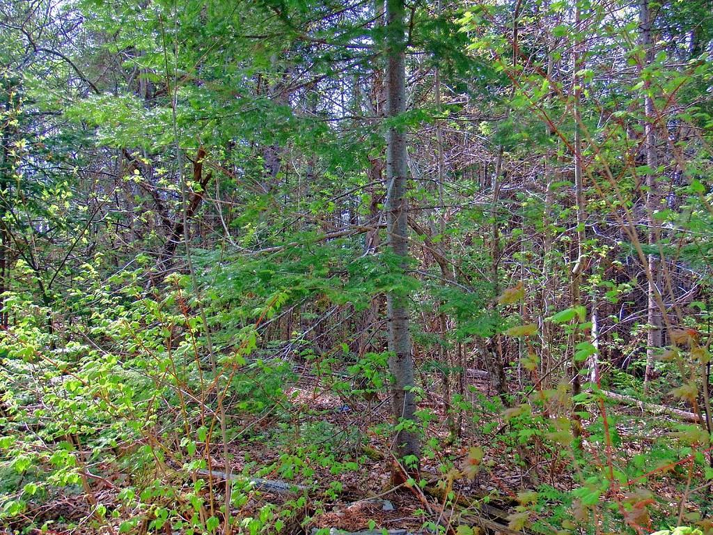 1680 Ludlow Road Ludlow, ME 04730 - Photo 27 of 34 Photo