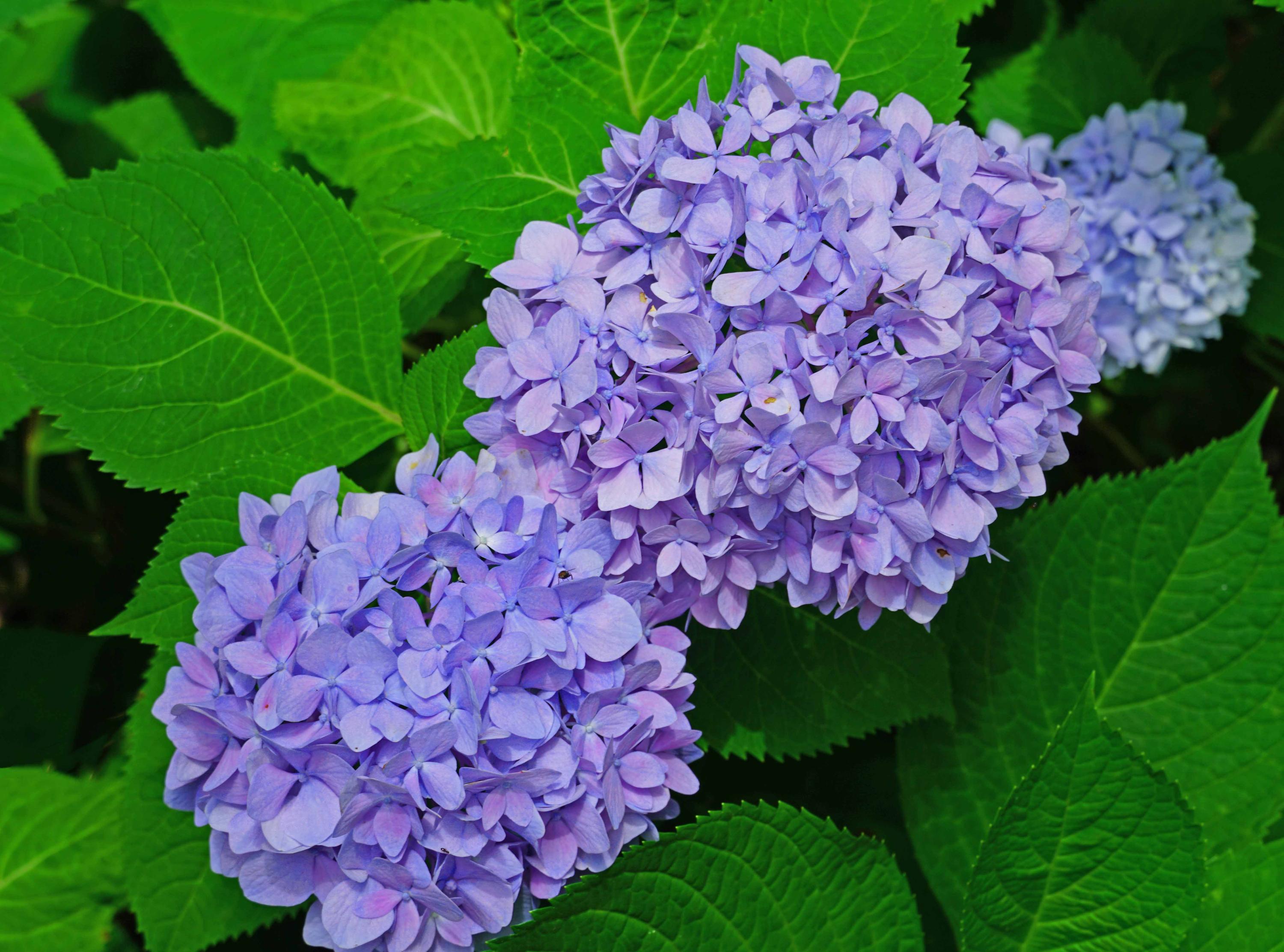 934 State Rd S-32-248 Swansea, SC 29160 - Photo 43 of 46 Flowers