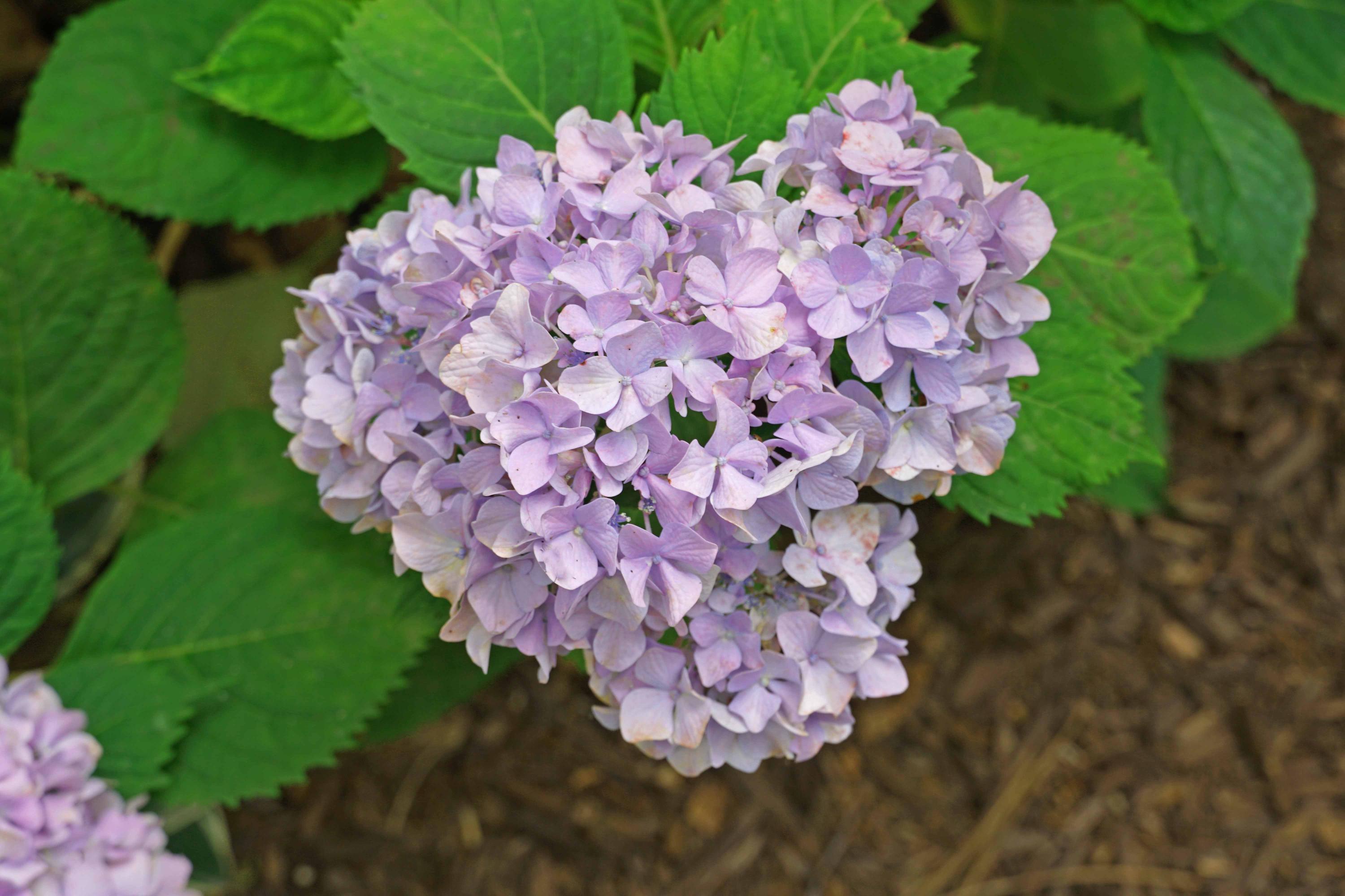 934 State Rd S-32-248 Swansea, SC 29160 - Photo 44 of 46 Flowers 2