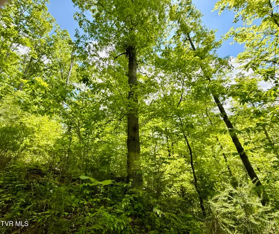 $132,000 | 47-ac Enoch Road, Eidson, TN 37731