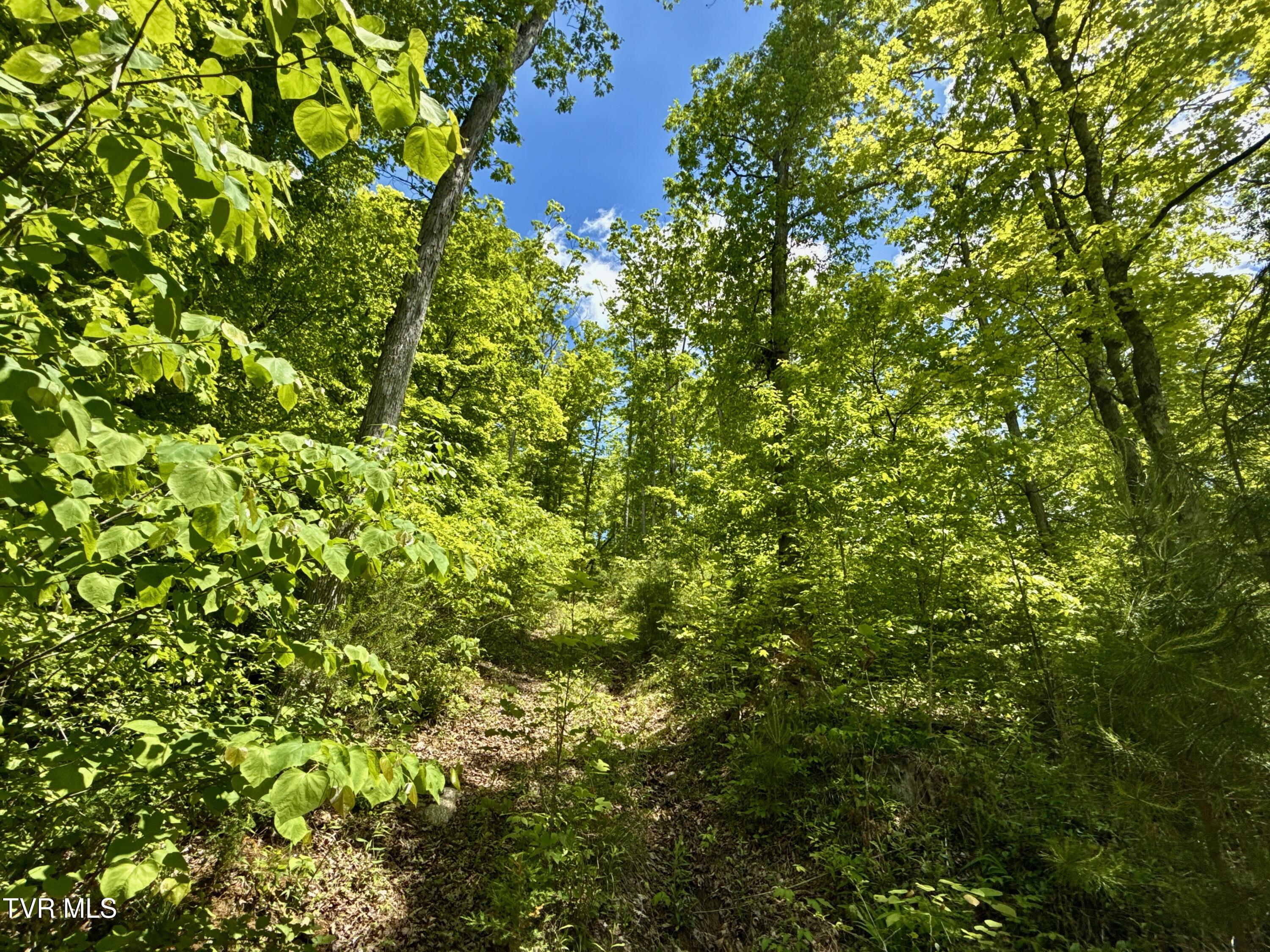 47-ac Enoch Road Eidson, TN 37731 - Photo 15 of 42 _Pic16 (44)