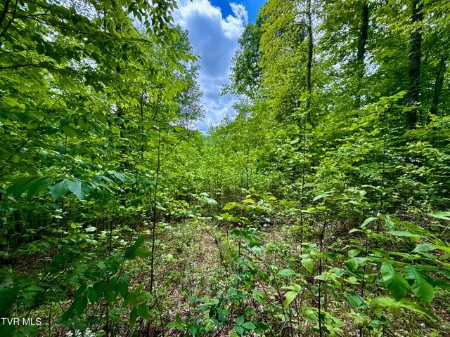 $132,000 | 47-ac Enoch Road, Eidson, TN 37731