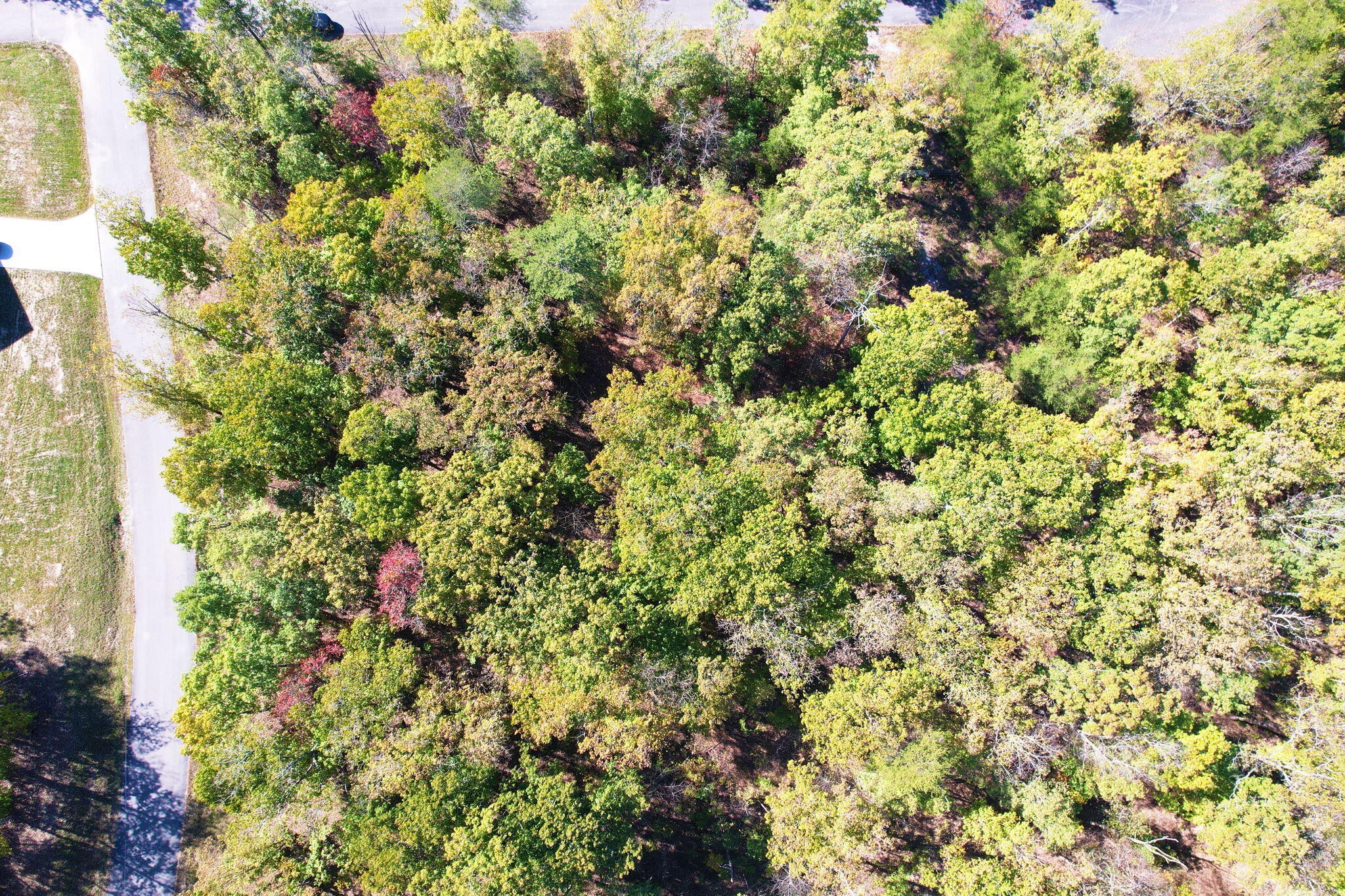 0 Timber View Road Pikeville, TN 37367 - Photo 2 of 14 a view of a tree with a yard